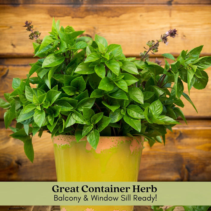 Thai Basil | Two Live Herb Plants | Non-GMO, Spicy Flavor and Bold Scent