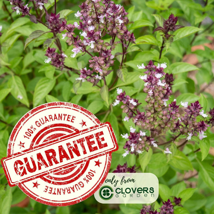 Thai Basil | Two Live Herb Plants | Non-GMO, Spicy Flavor and Bold Scent