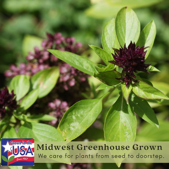 Thai Basil | Two Live Herb Plants | Non-GMO, Spicy Flavor and Bold Scent