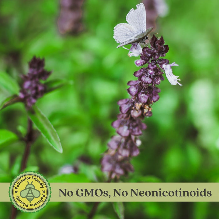 Thai Basil | Two Live Herb Plants | Non-GMO, Spicy Flavor and Bold Scent