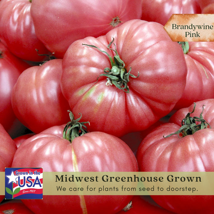 Brandywine Pink Tomato Plants | Two Live Garden Plants | Non-GMO, Amish Heirloom