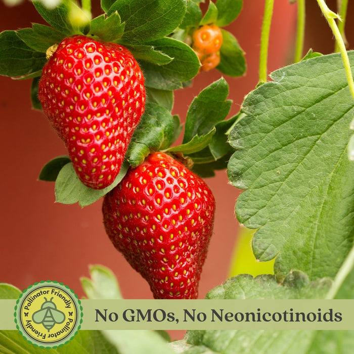 Toscana Strawberry Plant | Two Live Garden Plants | Non-GMO, Day-Neutral Variety, Deep Pink Blossoms