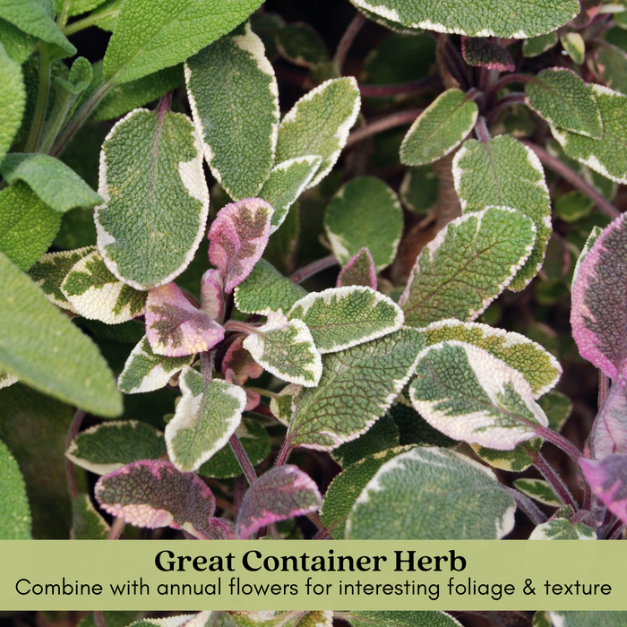 Tricolor Sage Herb Plants | Two Live Garden Plants | Non-GMO, Aromatic Herb, Interesting Color & Texture