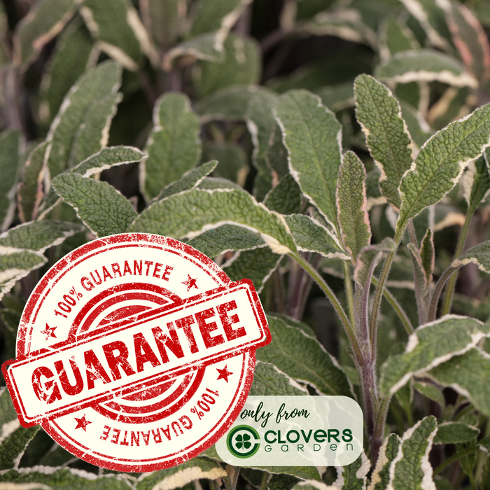 Tricolor Sage Herb Plants | Two Live Garden Plants | Non-GMO, Aromatic Herb, Interesting Color & Texture