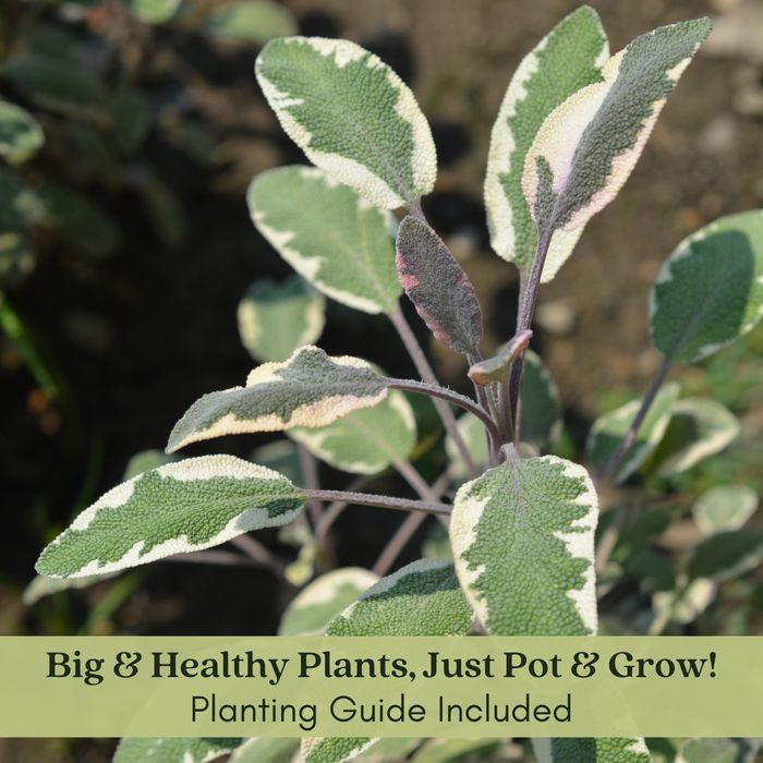 Tricolor Sage Herb Plants | Two Live Garden Plants | Non-GMO, Aromatic Herb, Interesting Color & Texture