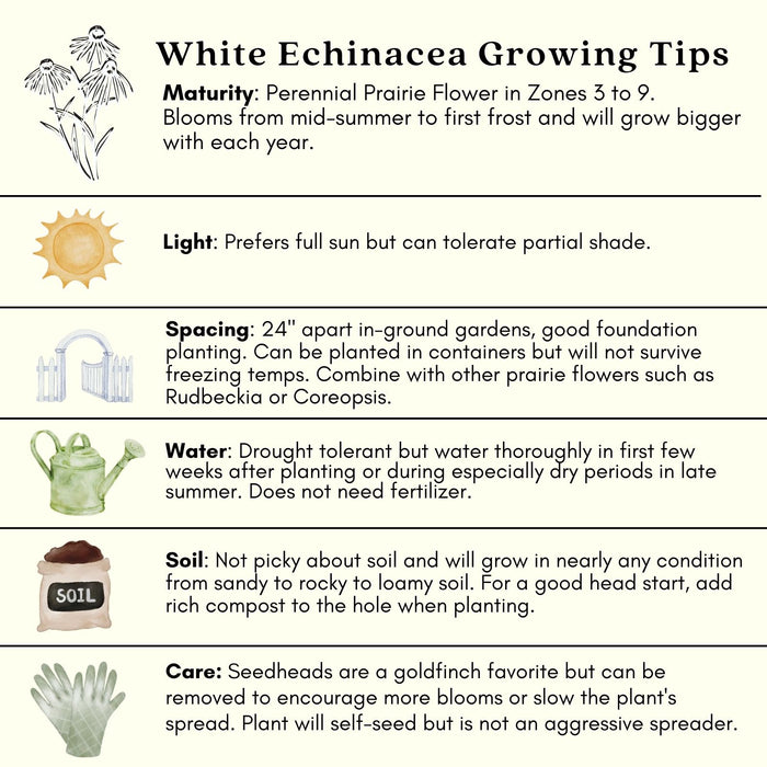 Coneflower (Echinacea) Primadonna White | Two Live Plants | Hardy Flowering Perennial