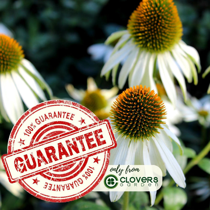 Coneflower (Echinacea) Primadonna White | Two Live Plants | Hardy Flowering Perennial