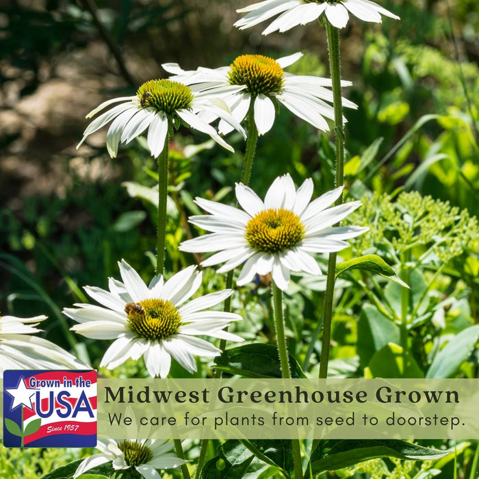 Coneflower (Echinacea) Primadonna White | Two Live Plants | Hardy Flowering Perennial