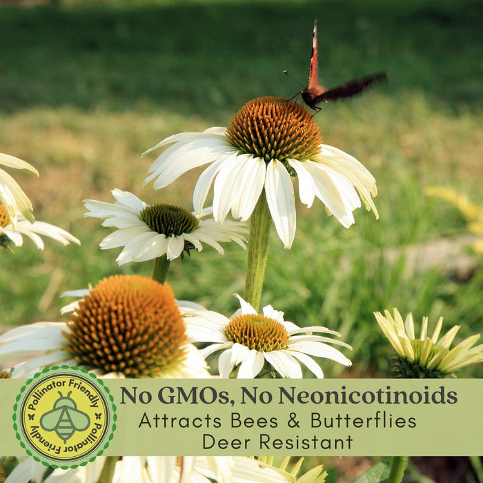 Coneflower (Echinacea) Primadonna White | Two Live Plants | Hardy Flowering Perennial