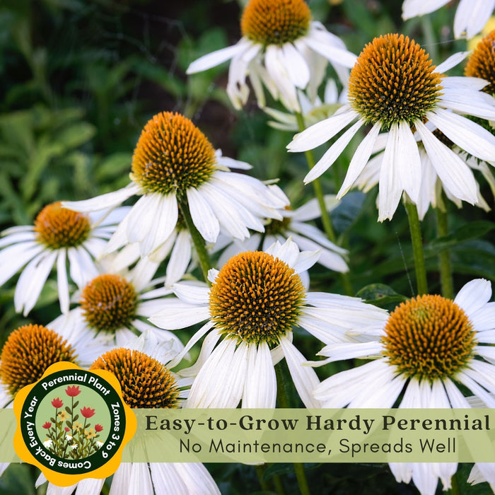 Coneflower (Echinacea) Primadonna White | Two Live Plants | Hardy Flowering Perennial