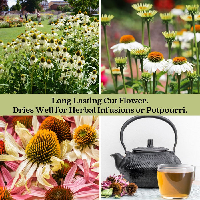 Coneflower (Echinacea) Primadonna White | Two Live Plants | Hardy Flowering Perennial