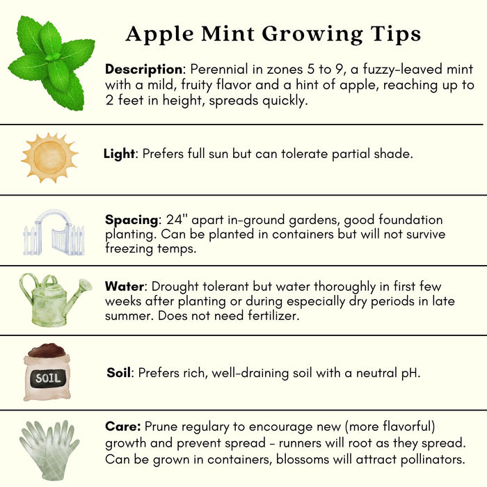 Apple Mint | Two Live Herb Plants | Non-GMO, Hardy, Easy to Grow