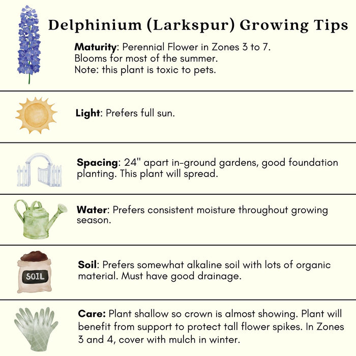 Delphinium Blue Mirror (Larkspur) | Two Live Perennial Plants | Non-GMO, Large Flower Spikes