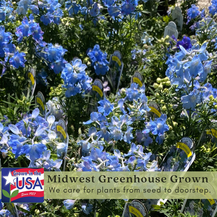 Delphinium Summer Blues (Larkspur) | Two Live Perennial Plants | Non-GMO, Dwarf Variety