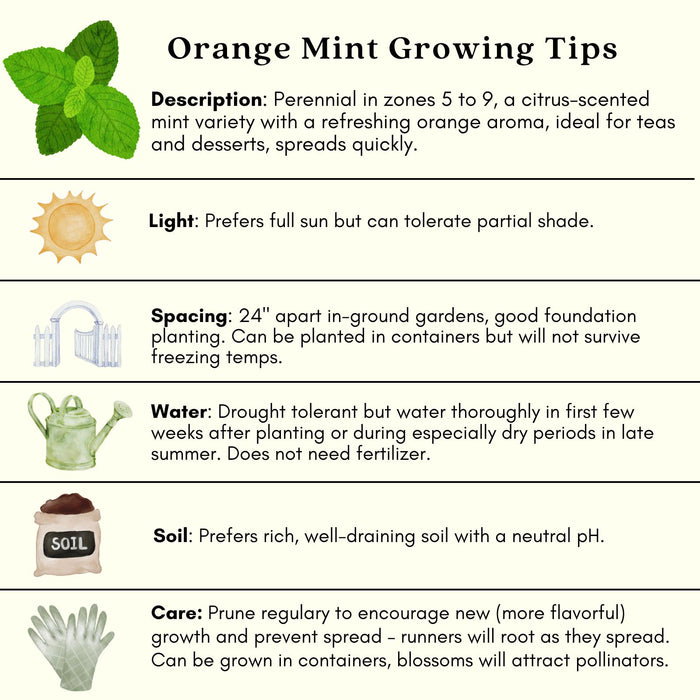 Orange Mint | Two Live Herb Plants | Non-GMO, Great Filler, Perennial to Zone 5