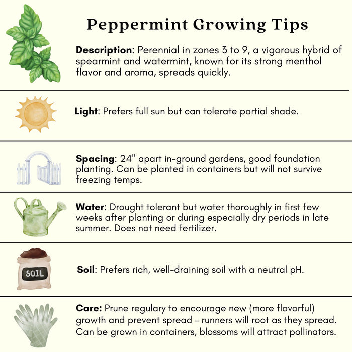 Peppermint Mint | Two Live Herb Plants | Non GMO, Hardy & Perennial to Zone 4