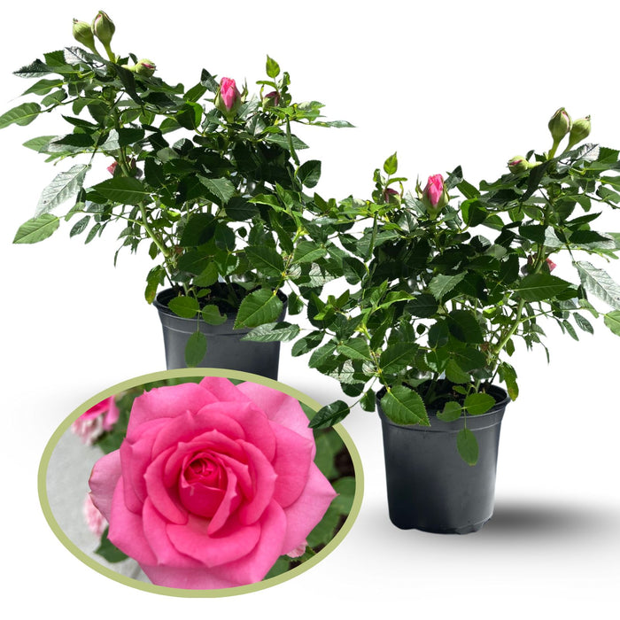 Kordana Pink Mini Rose | Two Live Plants | Non-GMO, Perennial Zone 5, Long-Blooming Compact Plants