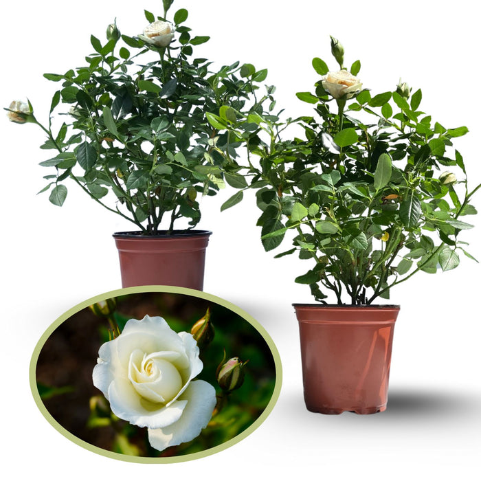 Kordana White Mini Rose | Two Live Plants | Non-GMO, Perennial Zone 5, Long-Blooming Compact Plants