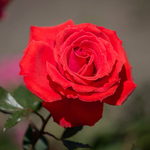 Kordana Red Mini Rose | Two Live Plants | Non-GMO, Perennial Zone 5, Long-Blooming Compact Plants