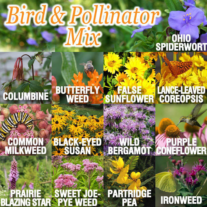 Bird & Pollinator Native Wildflower Seed Mix & Insect House | 13,000 Seeds, Non-GMO, Non-GE, All Perennial, No Filler