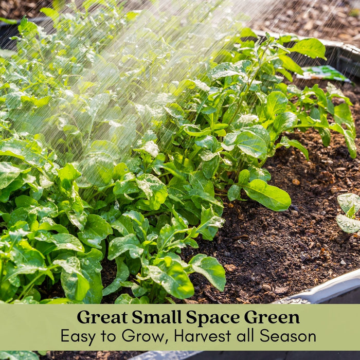 Arugula | Two Live Garden Plants | Heirloom | Non-GMO, Peppery Herb, Easy to Grow