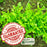 Arugula | Two Live Garden Plants | Non-GMO, Peppery Herb, Easy to Grow