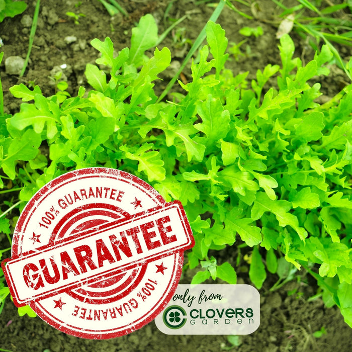 Arugula | Two Live Garden Plants | Heirloom | Non-GMO, Peppery Herb, Easy to Grow