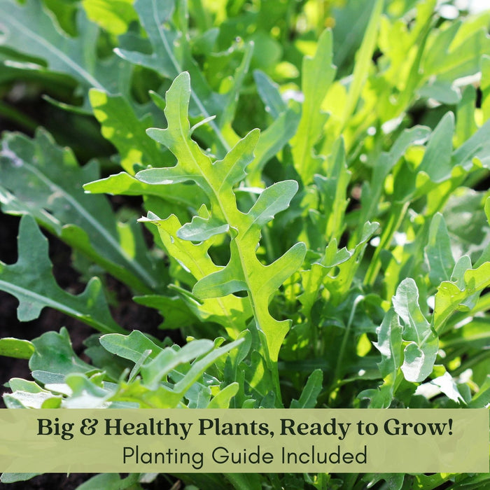 Arugula | Two Live Garden Plants | Heirloom | Non-GMO, Peppery Herb, Easy to Grow