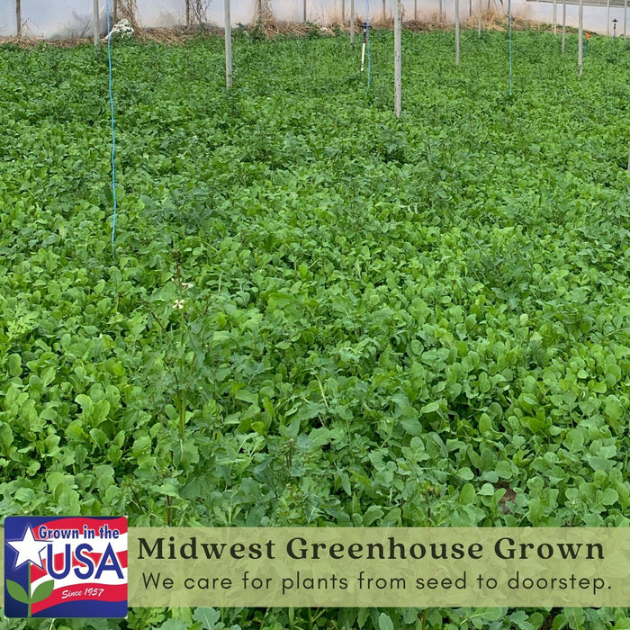 Arugula | Two Live Garden Plants | Heirloom | Non-GMO, Peppery Herb, Easy to Grow