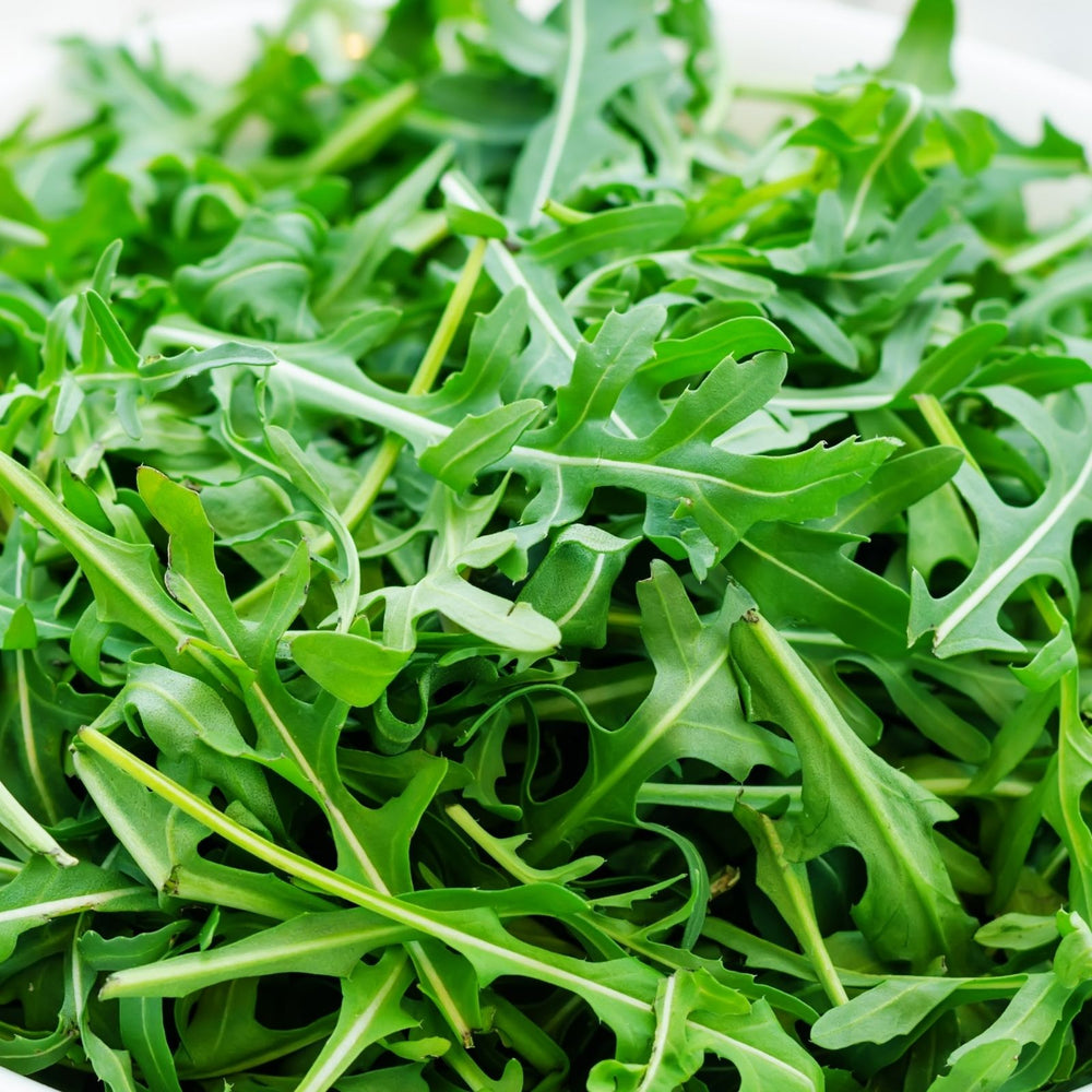 Arugula | Two Live Garden Plants | Heirloom | Non-GMO, Peppery Herb, Easy to Grow