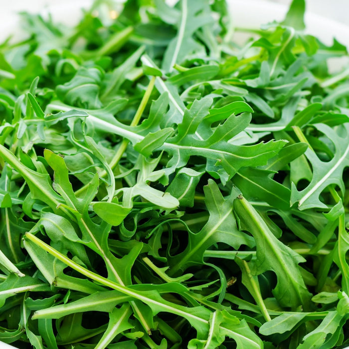 Arugula | Two Live Garden Plants | Heirloom | Non-GMO, Peppery Herb, Easy to Grow