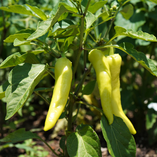 Sweet Banana Pepper  | Two Live Garden Plants | Non-GMO, Sweet, Tangy & Flavorful