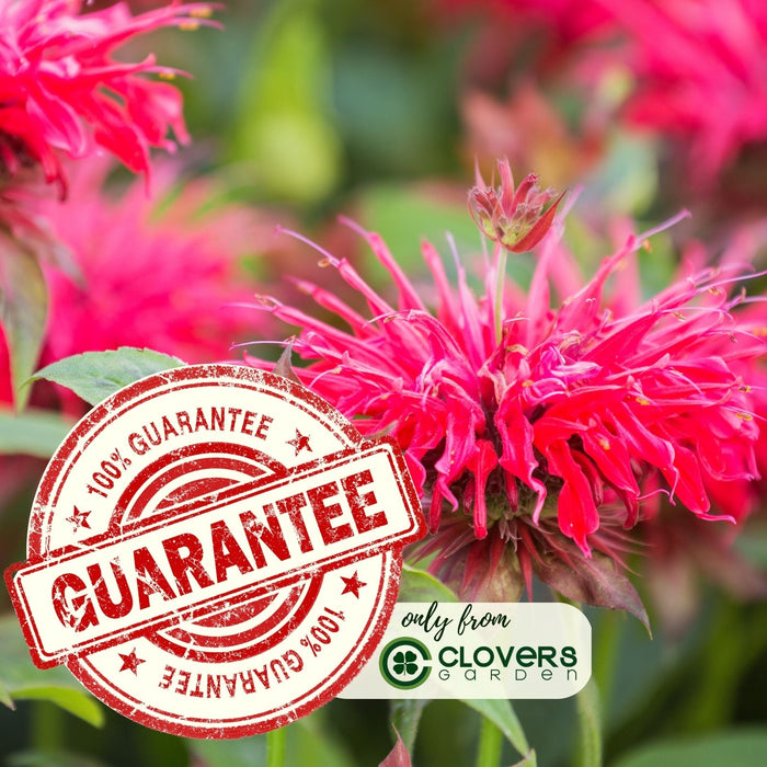 Bee Balm "Jacob Kline" (Monarda) | Two Live Plants | Non-GMO, Hardy Flowering Perennial, Pollinator Favorite