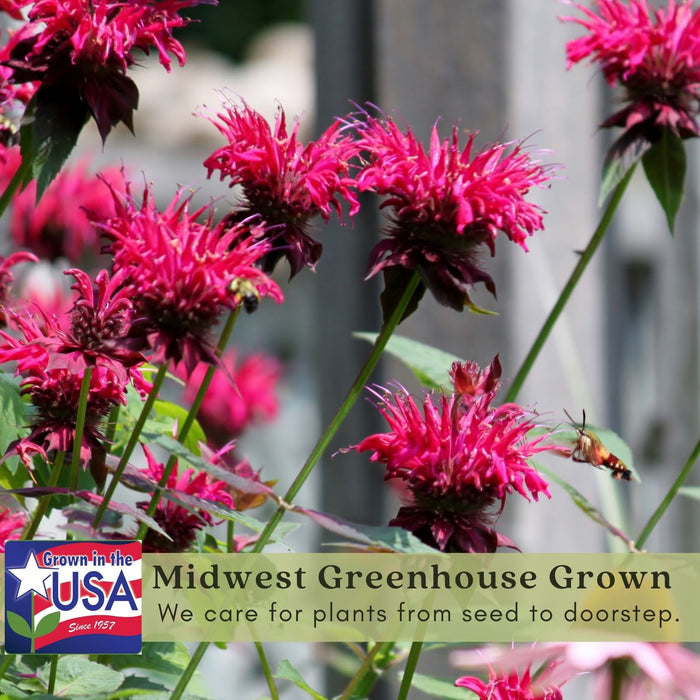 Bee Balm "Jacob Kline" (Monarda) | Two Live Plants | Non-GMO, Hardy Flowering Perennial, Pollinator Favorite