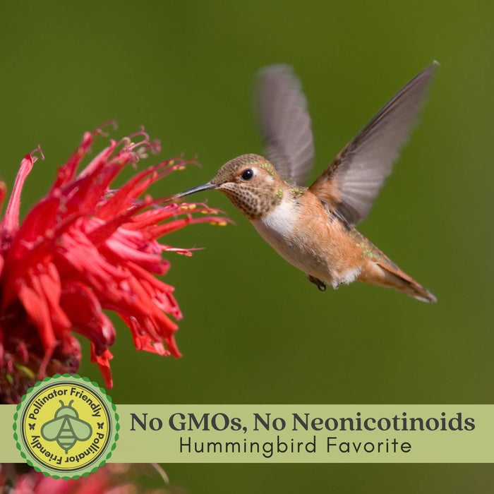 Bee Balm "Jacob Kline" (Monarda) | Two Live Plants | Non-GMO, Hardy Flowering Perennial, Pollinator Favorite