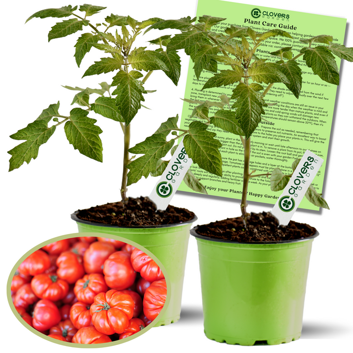 Beefsteak Tomato Plants - | Two Live Garden Plants | Non-GMO, Large Fruit, Crack-Resistant