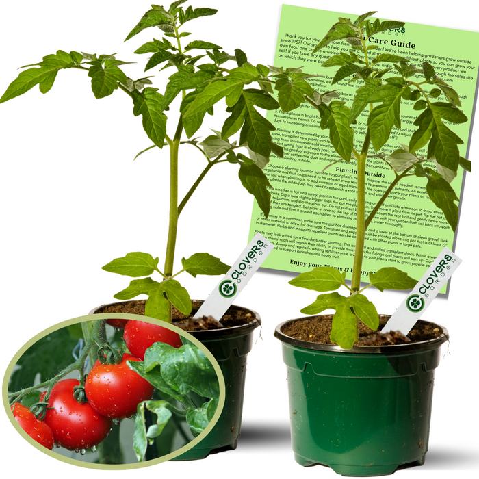 Better Boy Tomato Plants | Two Live Garden Plants | Indeterminate, World Record Holder!