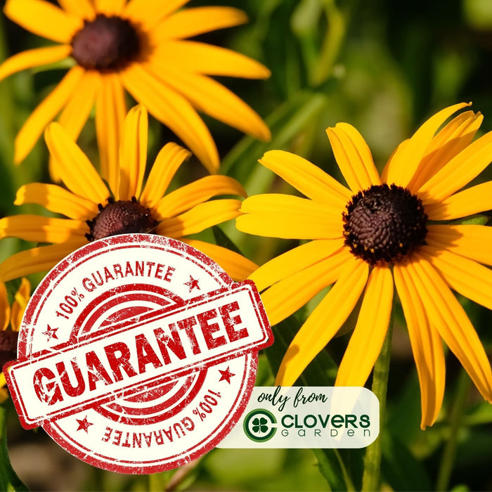 Black Eyed Susan (Rudbeckia) Plants | Two Live Plants | Non-GMO, Hardy Flowering Perennial, Pollinator Favorite