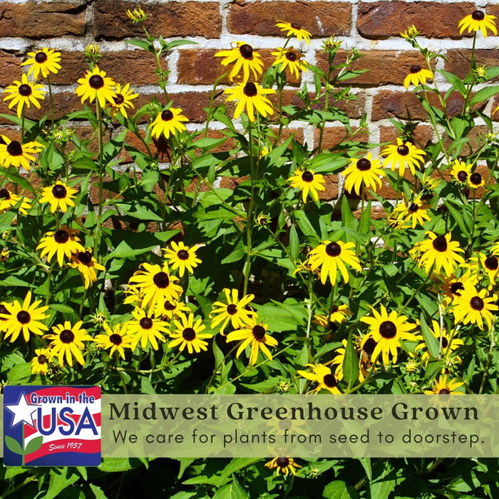 Black Eyed Susan (Rudbeckia) Plants | Two Live Plants | Non-GMO, Hardy Flowering Perennial, Pollinator Favorite