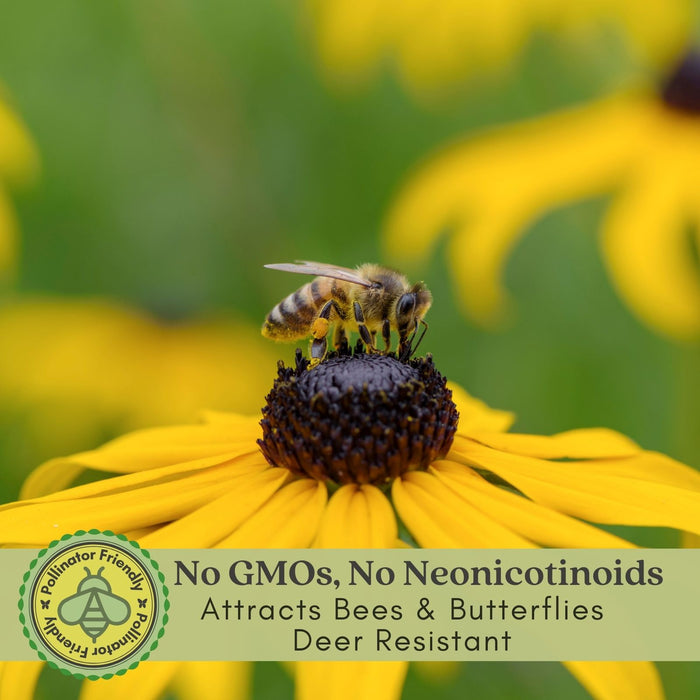 Black Eyed Susan (Rudbeckia) Plants | Two Live Plants | Non-GMO, Hardy Flowering Perennial, Pollinator Favorite