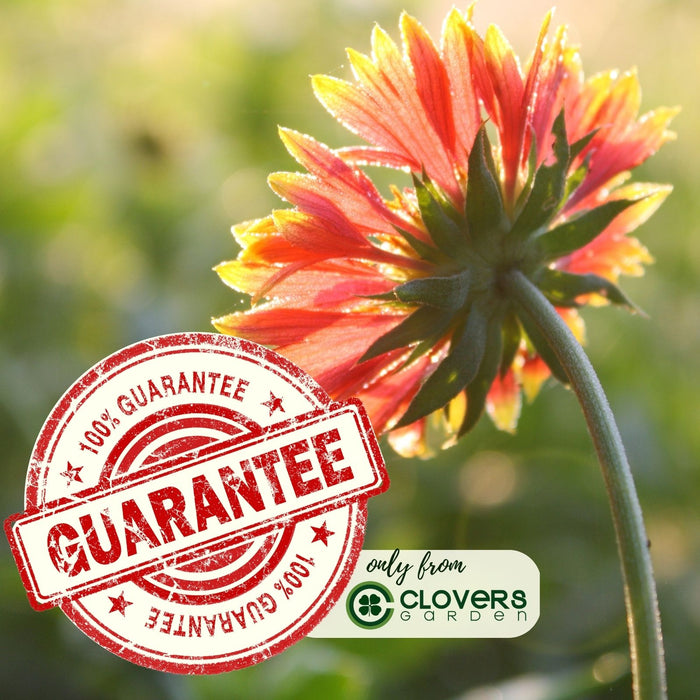 Blanket Flower Arizona Sun (Gaillardia)  | Two Live Plants | Non-GMO, Hardy Flowering Perennial, Pollinator Favorite