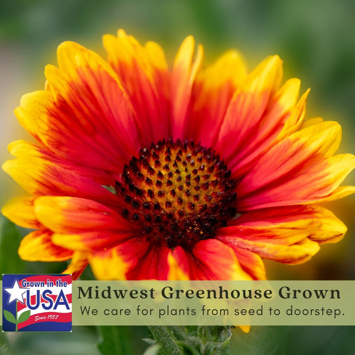 Blanket Flower "Arizona Sun" (Gaillardia)  | Two Live Plants | Non-GMO, Hardy Flowering Perennial, Pollinator Favorite