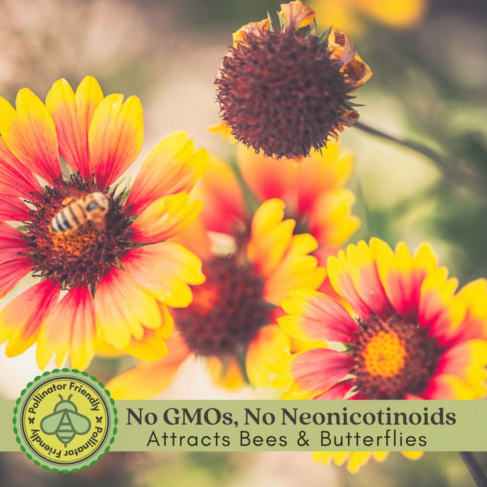 Blanket Flower Arizona Sun (Gaillardia)  | Two Live Plants | Non-GMO, Hardy Flowering Perennial, Pollinator Favorite