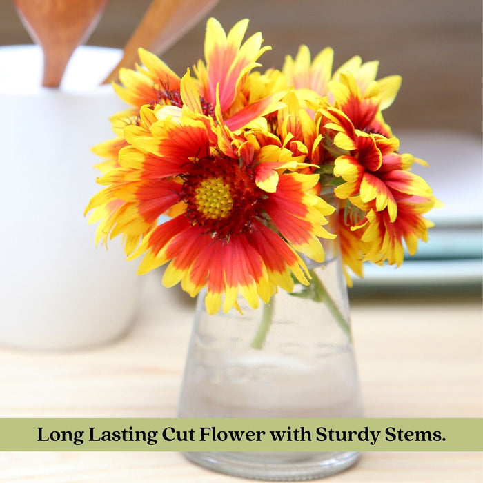 Blanket Flower Arizona Sun (Gaillardia)  | Two Live Plants | Non-GMO, Hardy Flowering Perennial, Pollinator Favorite