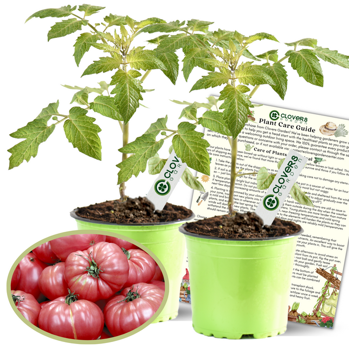 Caspian Pink Tomato Plants | Two Live Garden Plants | Non-GMO, Heirloom, Beefsteak, Indeterminate