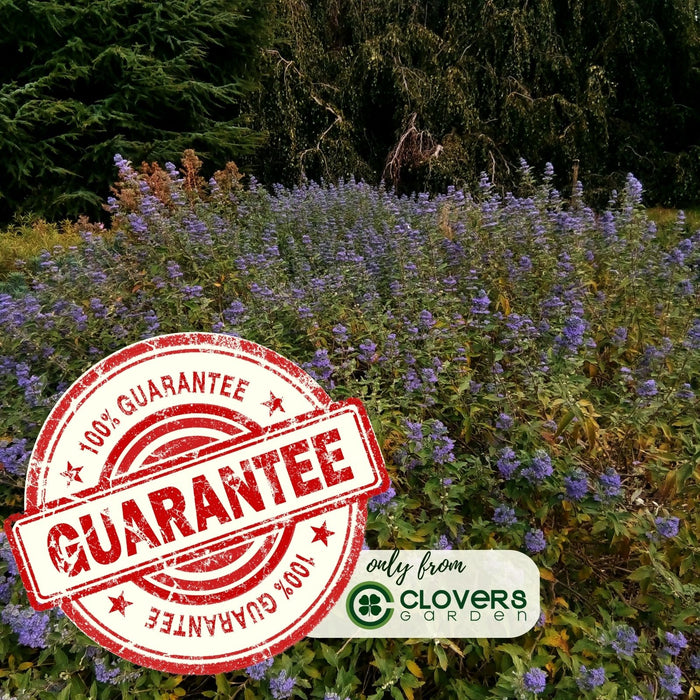 Catmint (Nepeta) Plants | Two Live Plants | Non-GMO, Hardy Flowering Perennial Herb, Pollinator Favorite