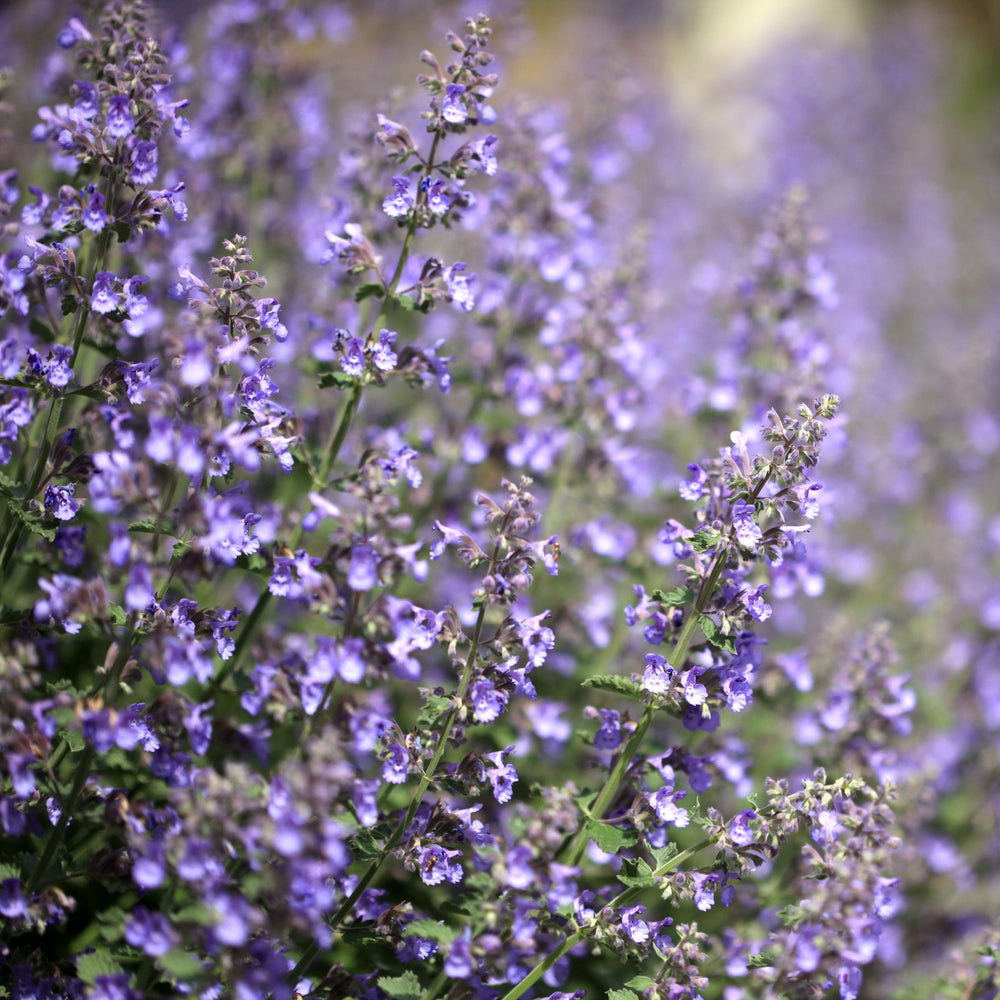 Catmint (Nepeta) Plants | Two Live Plants | Non-GMO, Hardy Flowering Perennial Herb, Pollinator Favorite