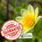 Coreopsis "Moonbeam" (Tickseed) Plants | Two Live Plants | Non-GMO, Hardy Flowering Perennial, Pollinator Favorite