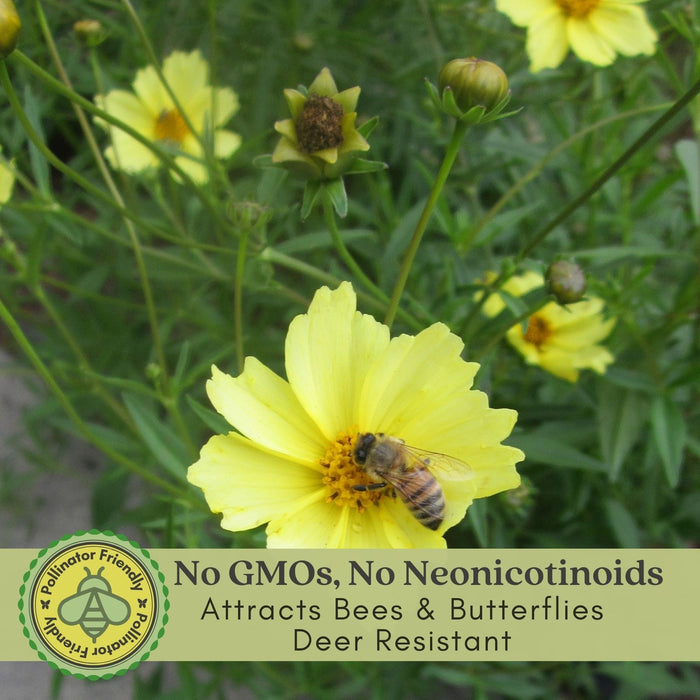 Coreopsis "Moonbeam" (Tickseed) Plants | Two Live Plants | Non-GMO, Hardy Flowering Perennial, Pollinator Favorite