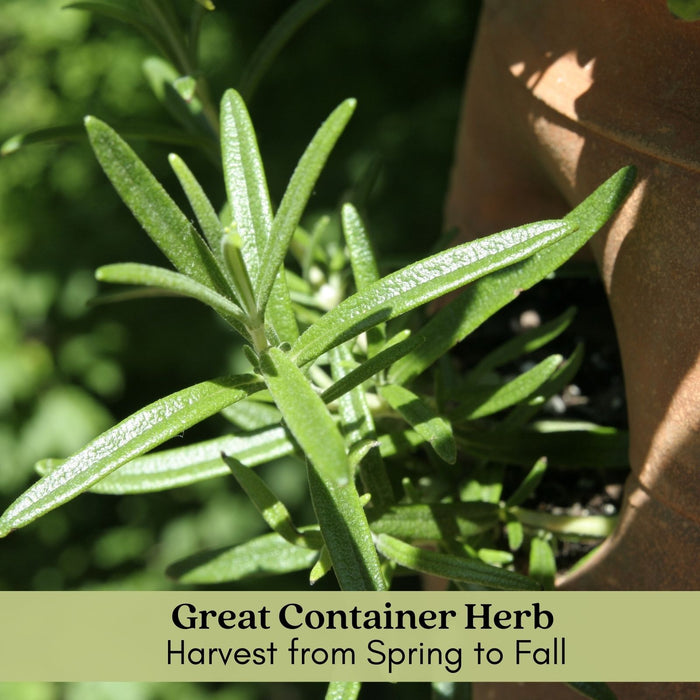 French Tarragon | Two Live Herb Plants | Non GMO, Propagated from Authentic French Plants